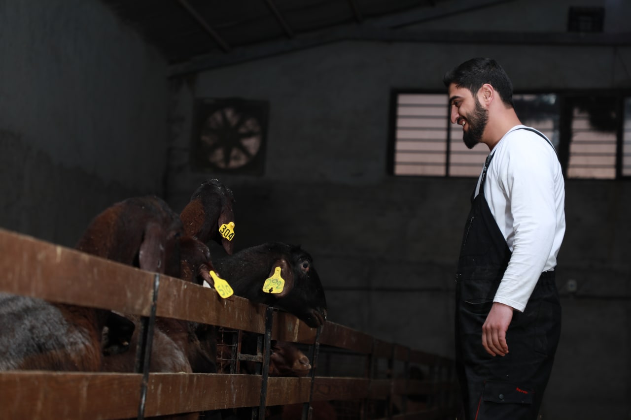 شرایط قربانی گوسفند شرایط قربانی گوسفند